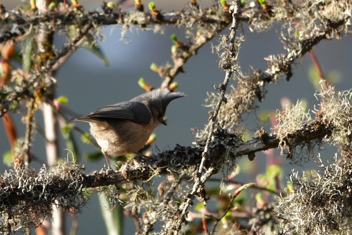 Gray-crested Tit - ML640896537