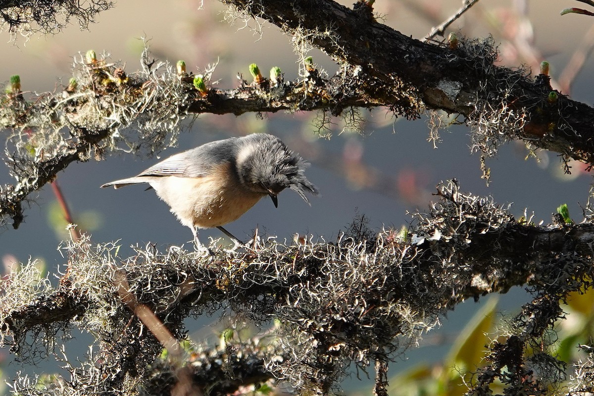 Gray-crested Tit - ML640896557