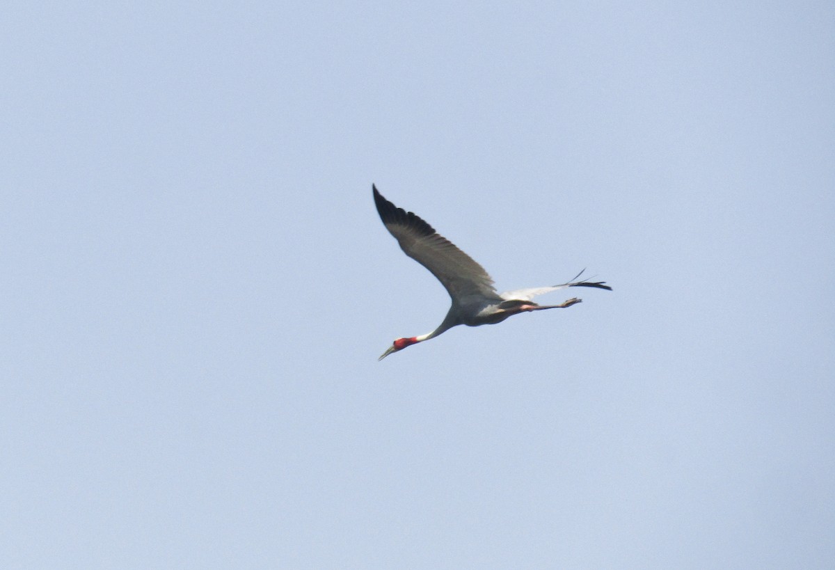 Sarus Turnası - ML640896570