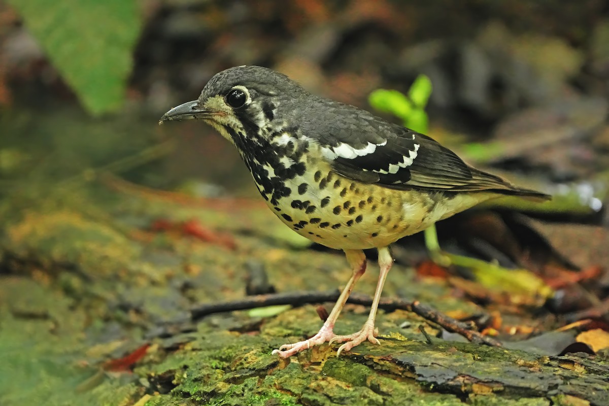 Ashy Thrush - ML640896574