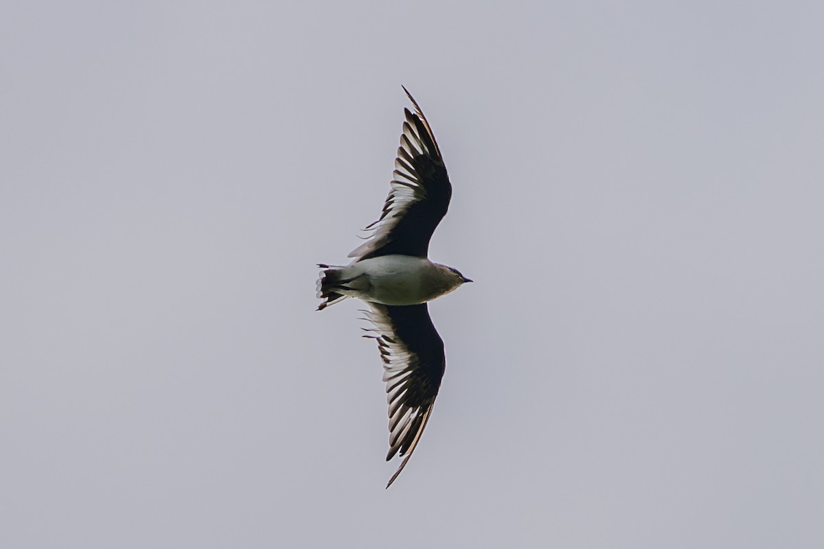 Small Pratincole - ML640896585