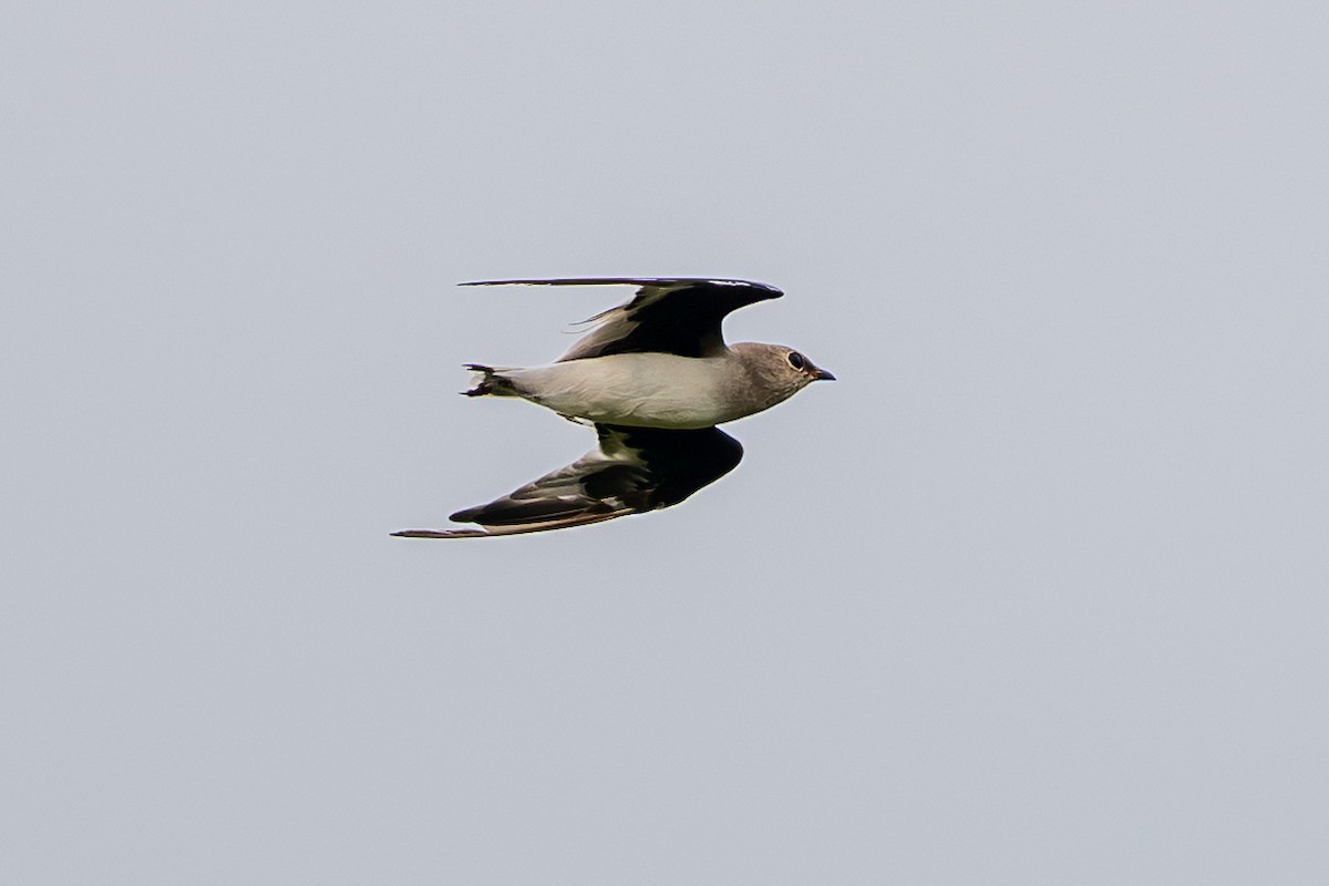 Small Pratincole - ML640896586