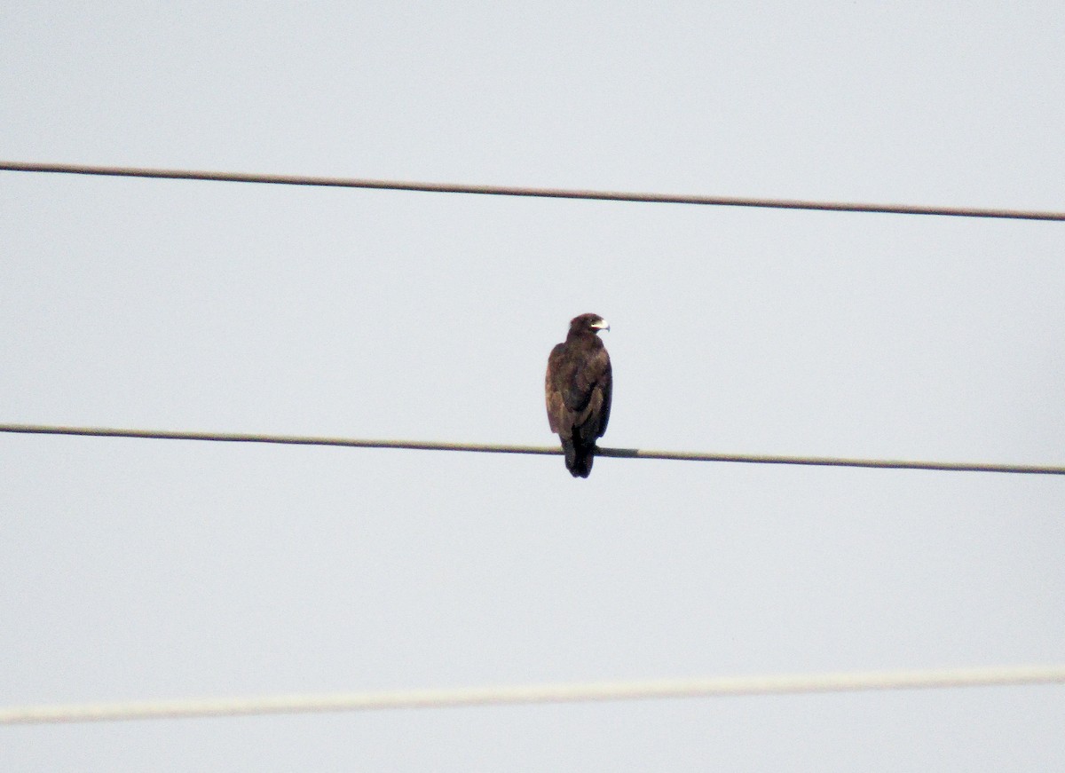 Águila India - ML640896590