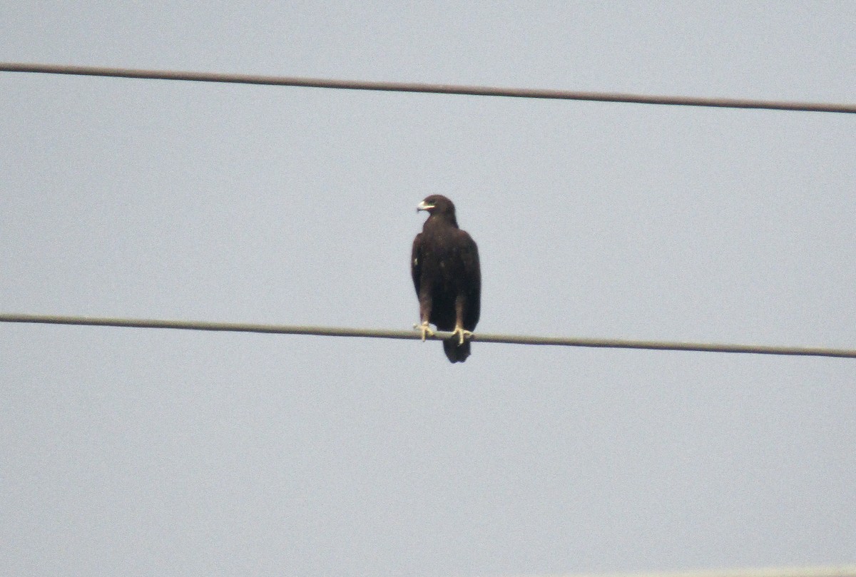 Águila India - ML640896591