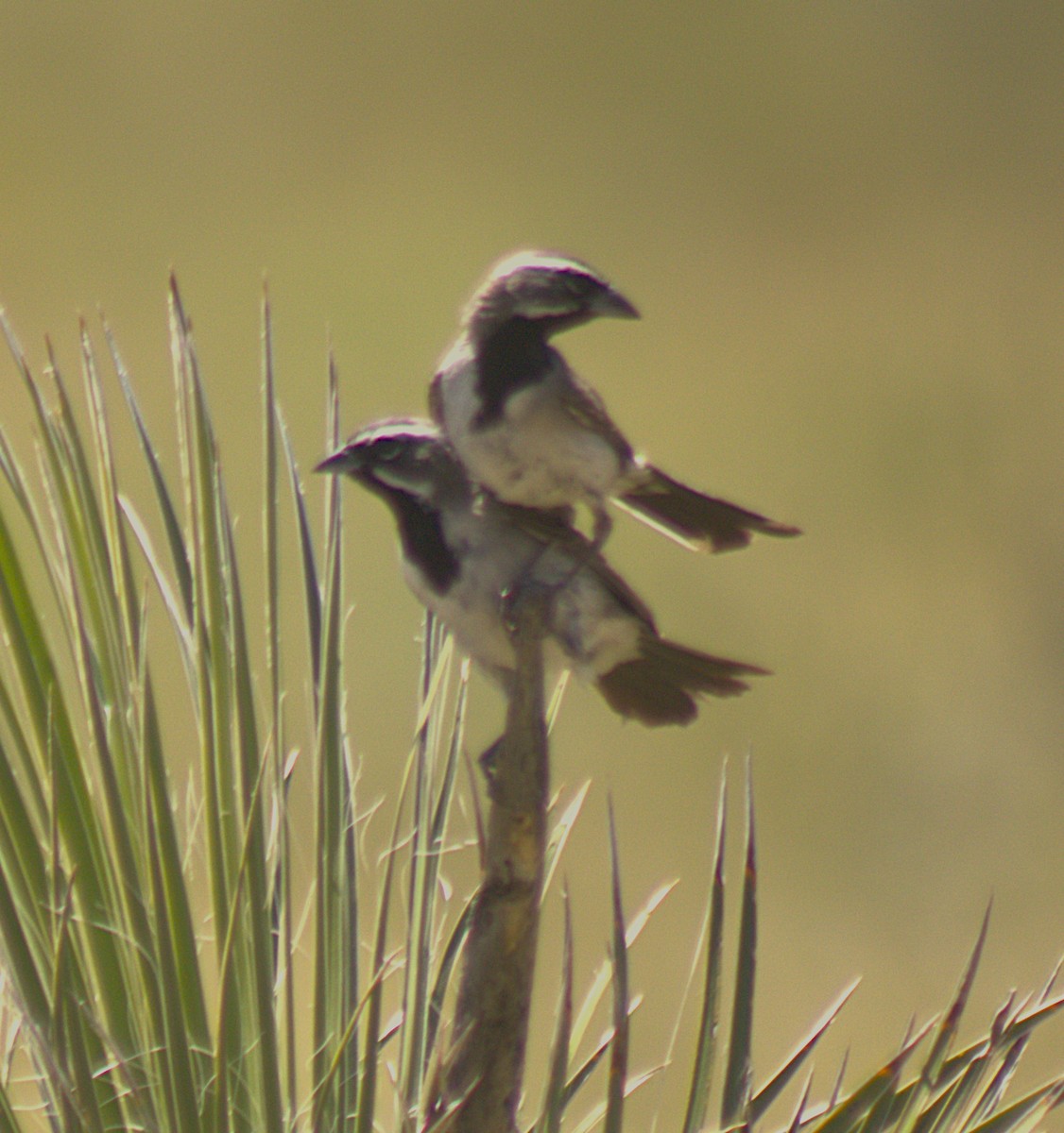 Black-throated Sparrow - ML640896645
