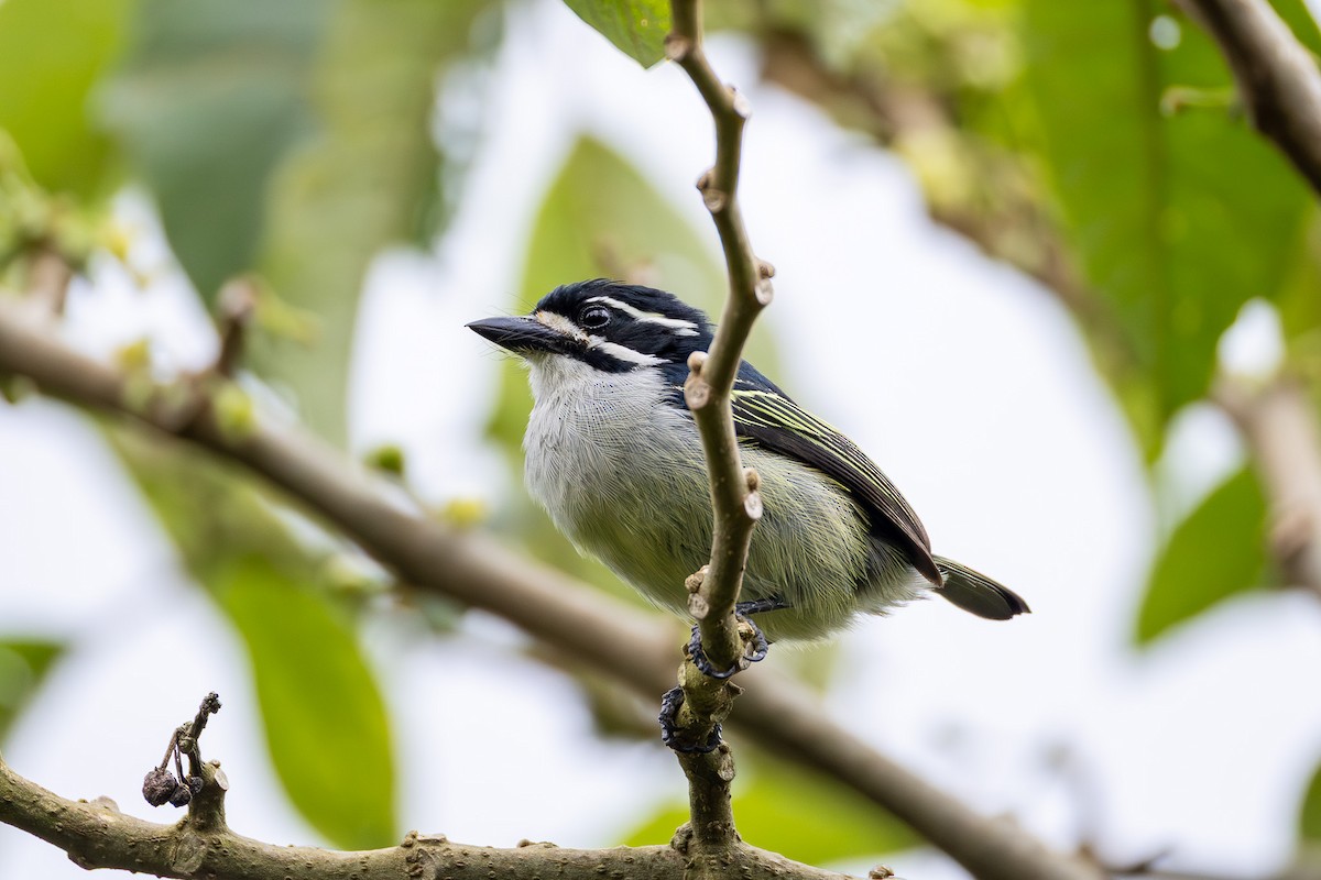 Yellow-rumped Tinkerbird (Yellow-rumped) - ML640896652