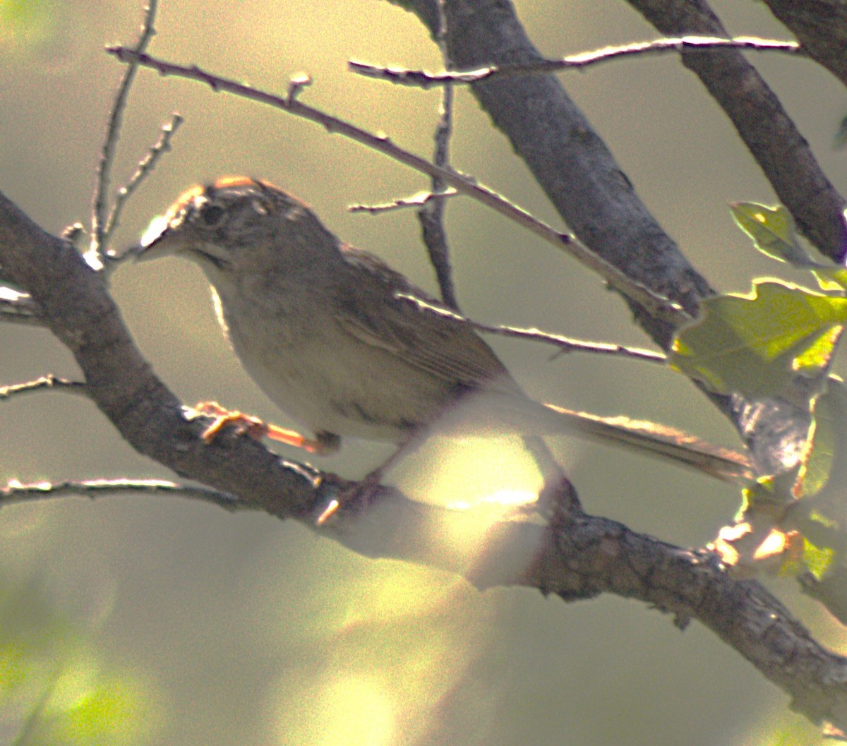 Rufous-crowned Sparrow - ML640896657