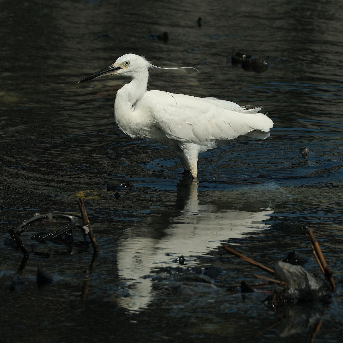 Little Egret - ML640896662
