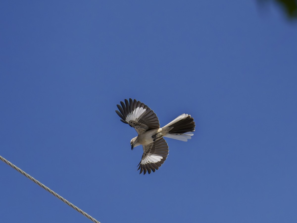 Northern Mockingbird - ML640896685
