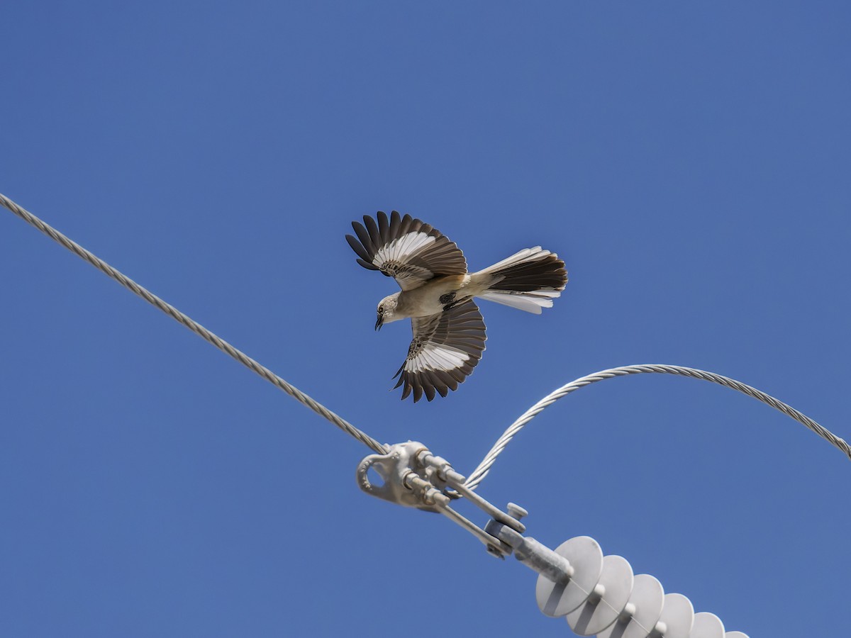 Northern Mockingbird - ML640896687