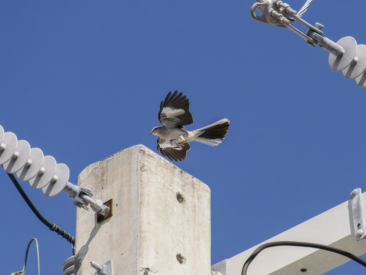Northern Mockingbird - ML640896688
