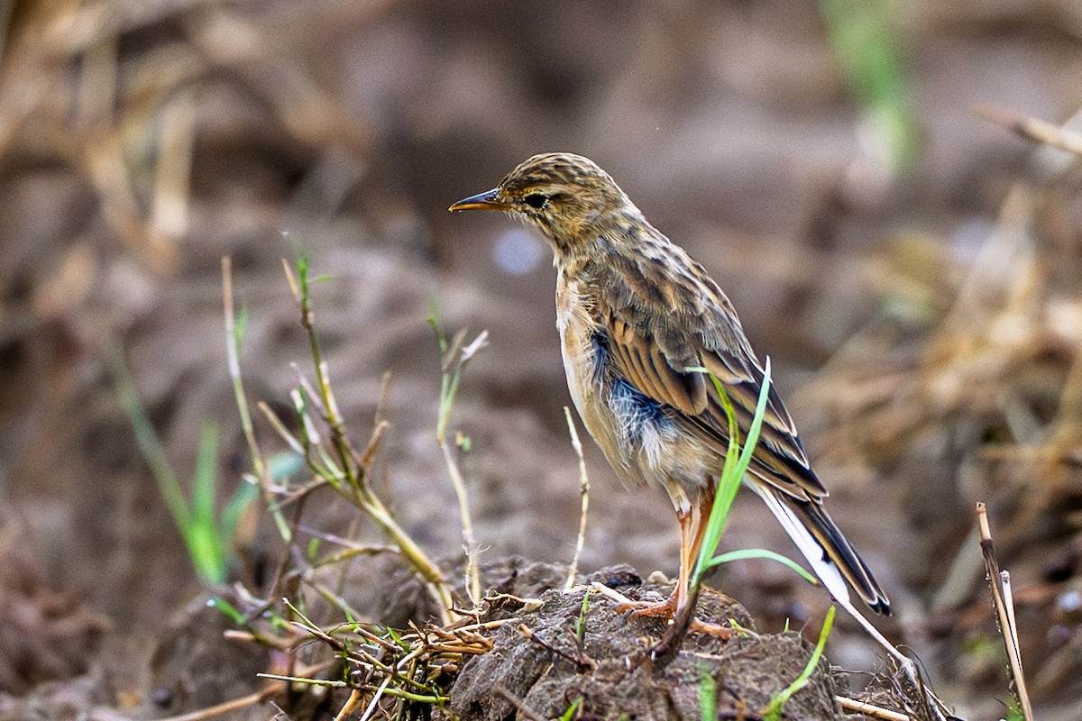 Paddyfield Pipit - ML640896695