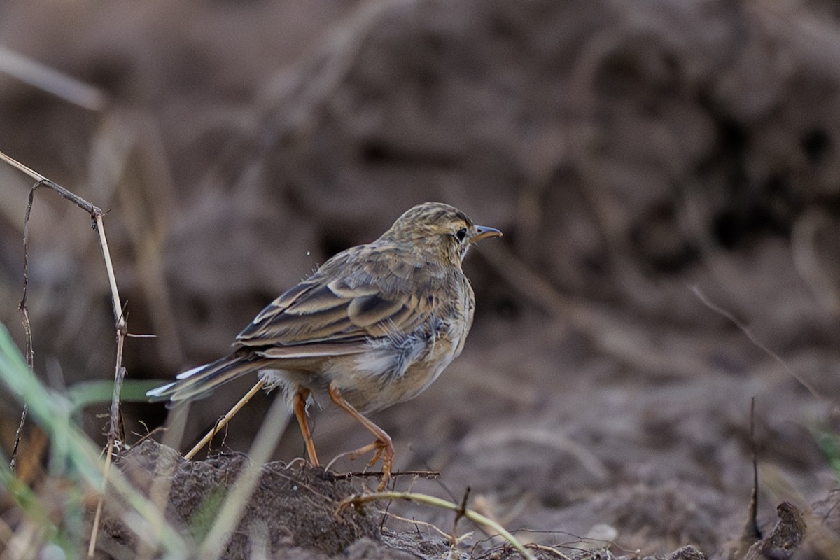 Paddyfield Pipit - ML640896696