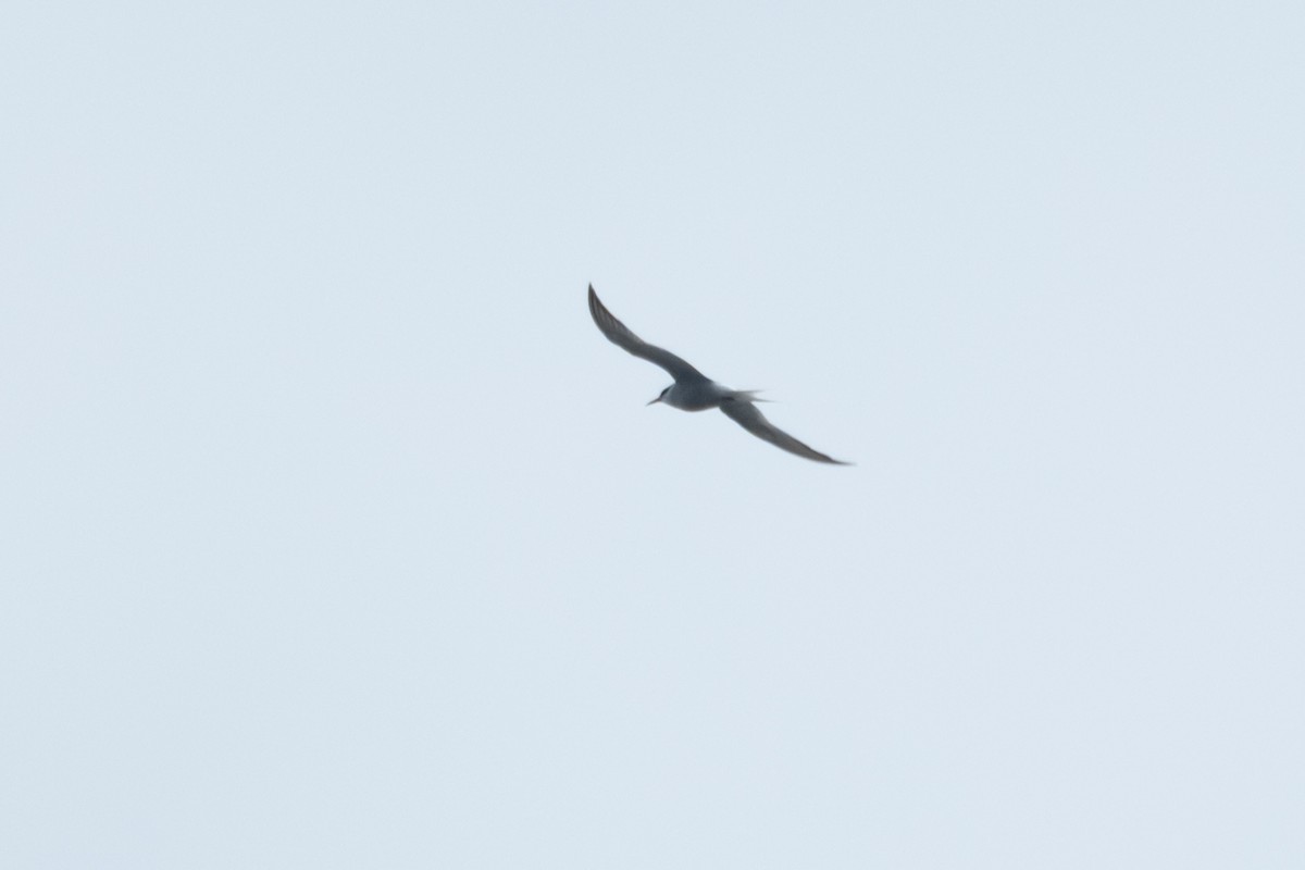 Common/Arctic Tern - ML640896772
