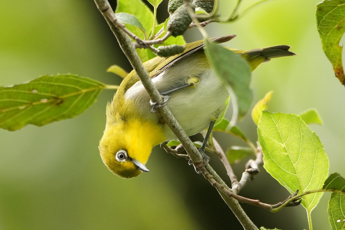 Warbling White-eye - ML640896778