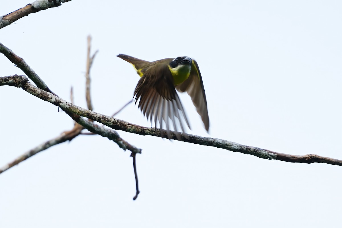 Boat-billed Flycatcher - ML640896779