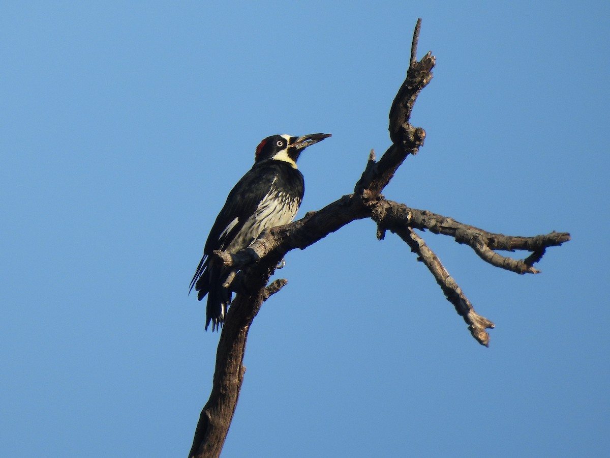 Acorn Woodpecker - ML640896783