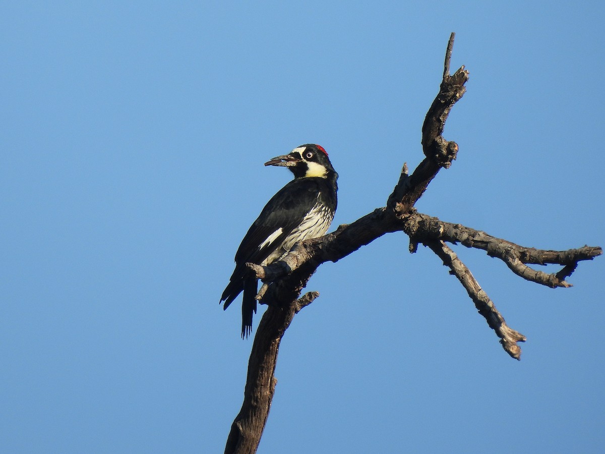 Acorn Woodpecker - ML640896784