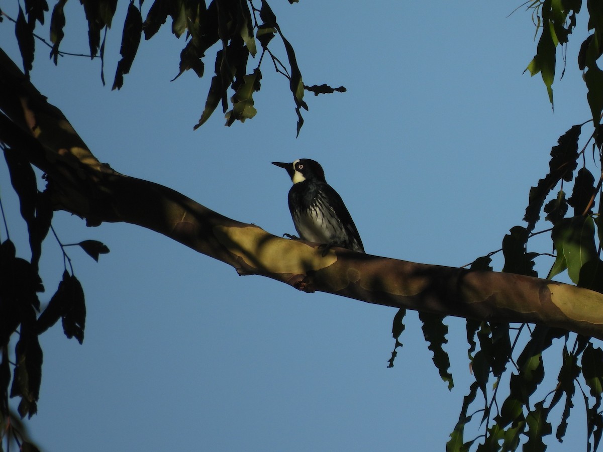 Acorn Woodpecker - ML640896787