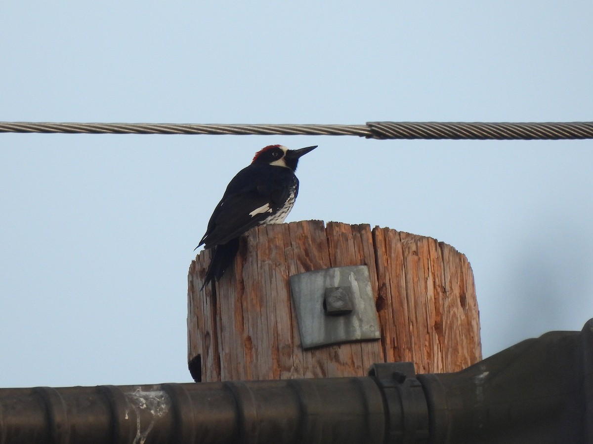 Acorn Woodpecker - ML640896788