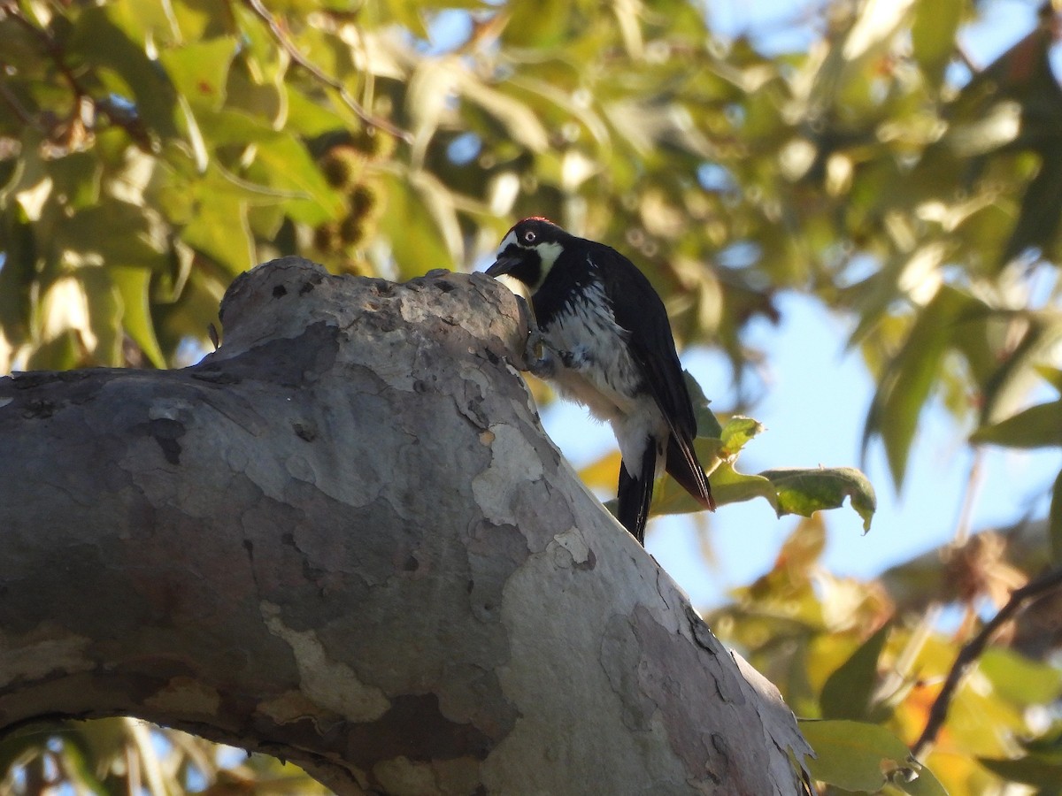 Acorn Woodpecker - ML640896789