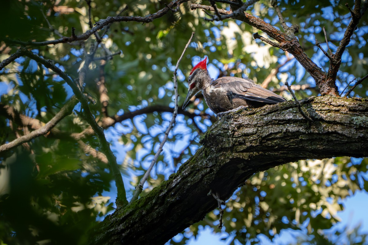 Pileated Woodpecker - ML640896792