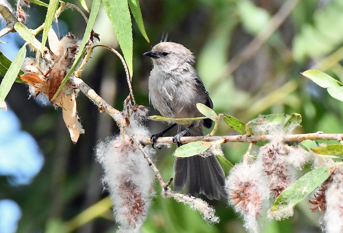 Bushtit - ML640896796
