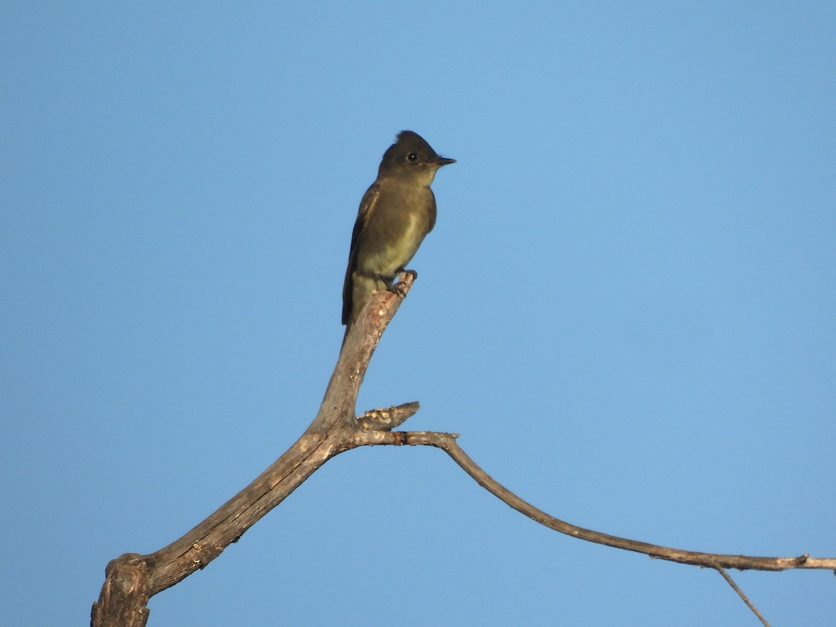 Western Wood-Pewee - ML640896797