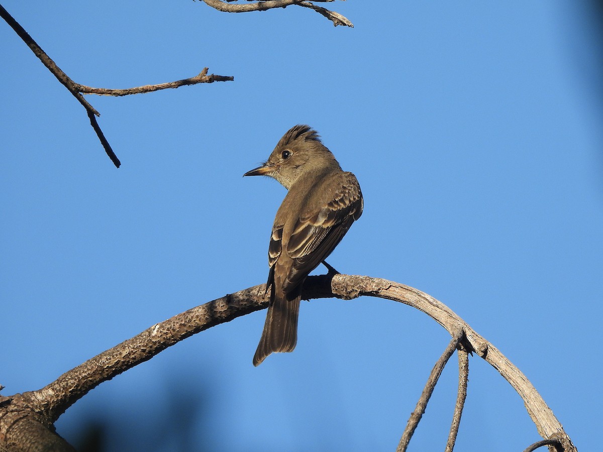 Western Wood-Pewee - ML640896800