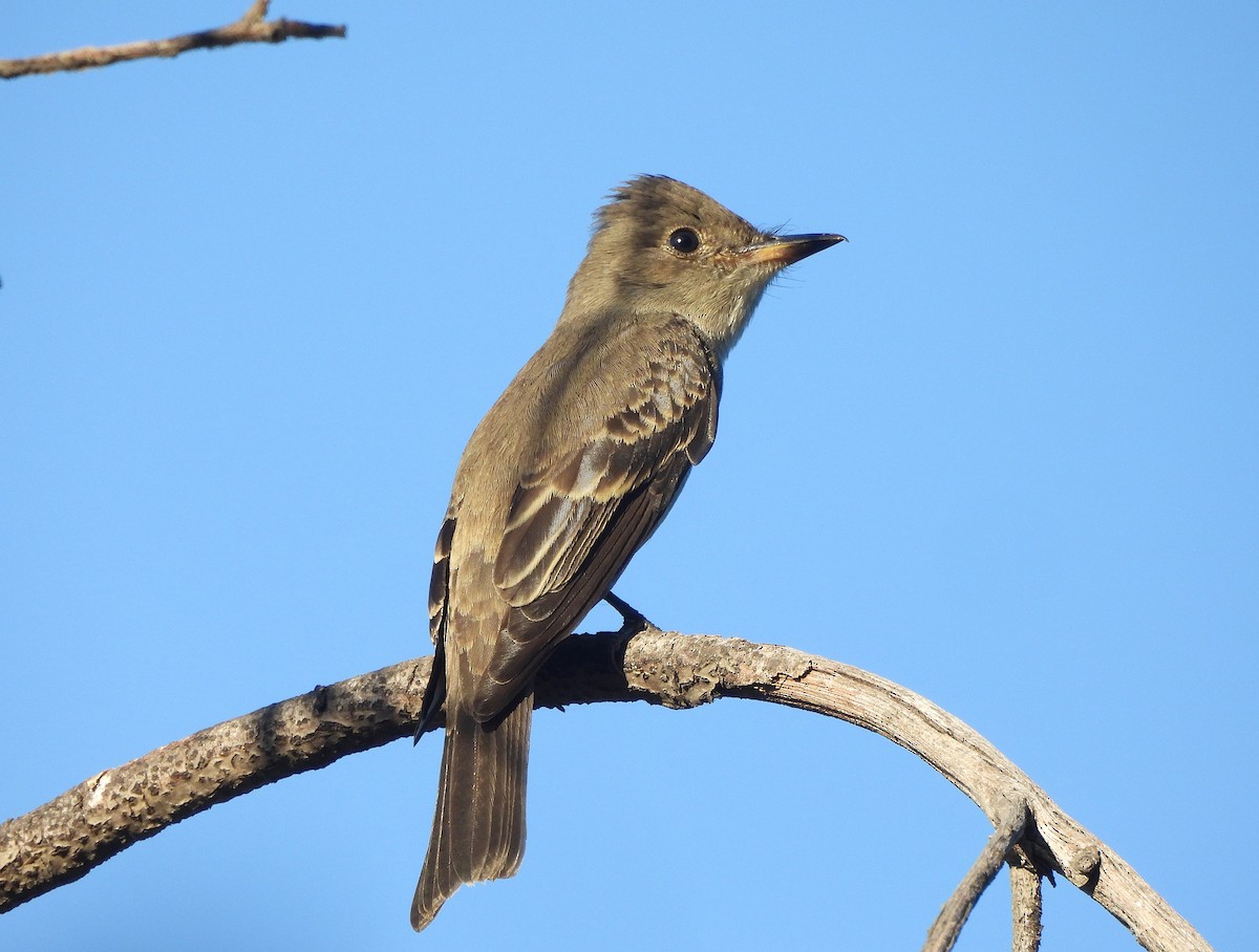 Western Wood-Pewee - ML640896801