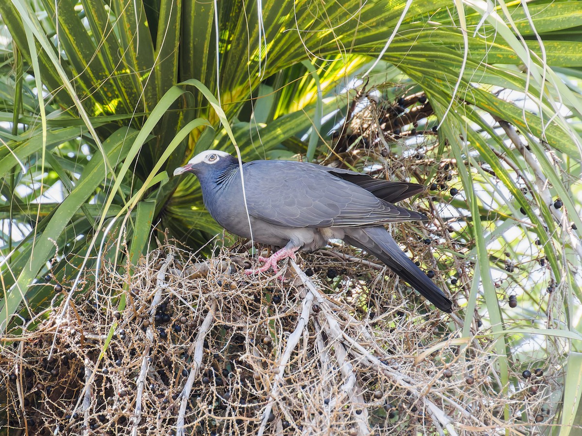 White-crowned Pigeon - ML640896803