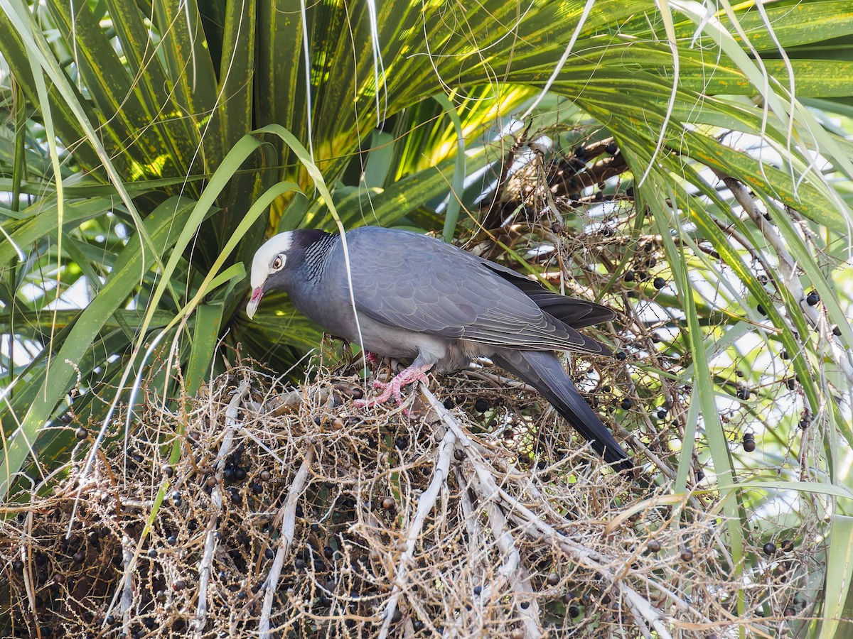 White-crowned Pigeon - ML640896806