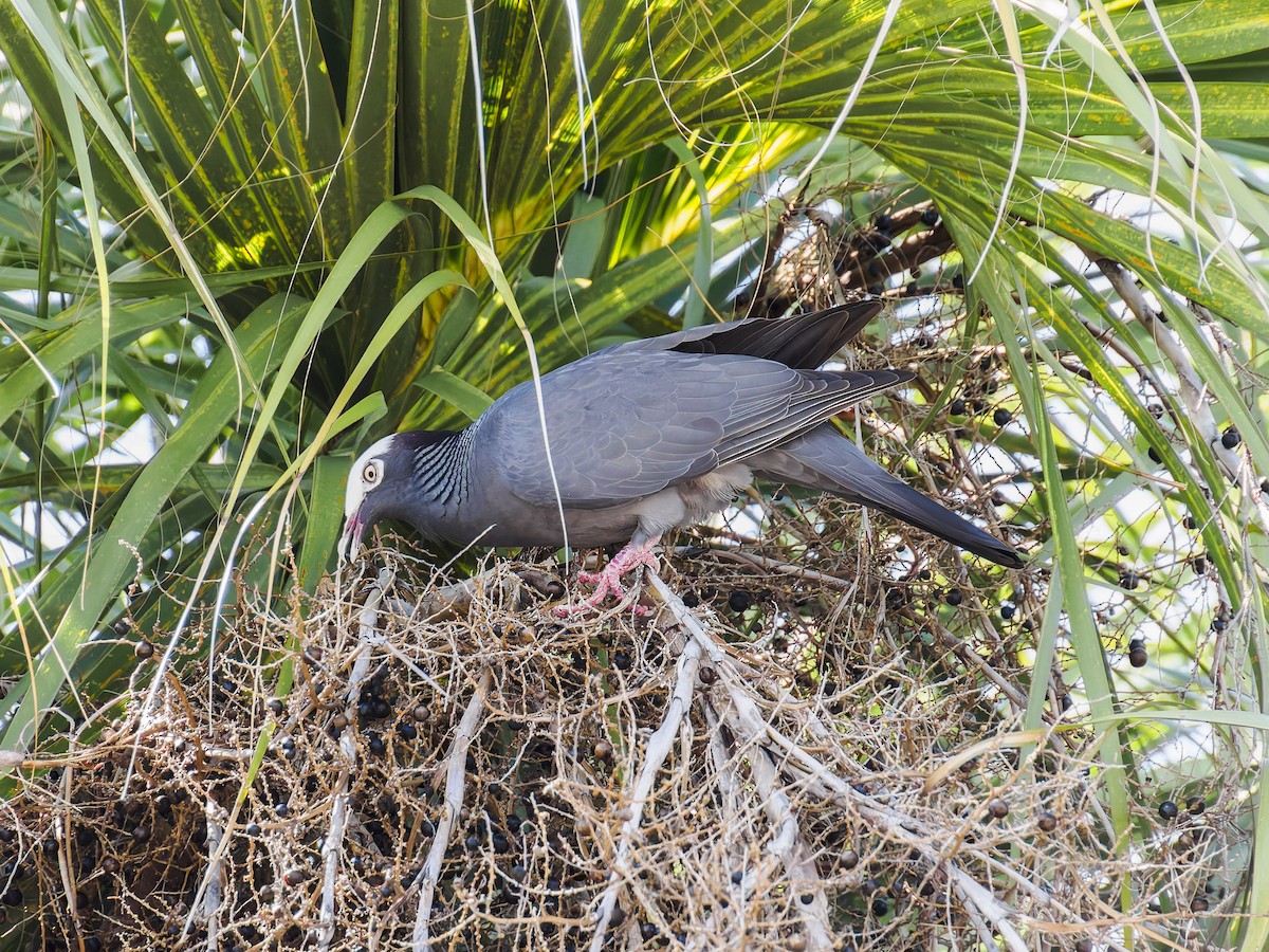 White-crowned Pigeon - ML640896807