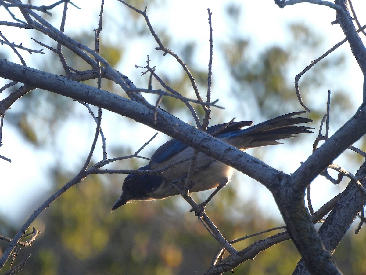 California Scrub-Jay - ML640896809