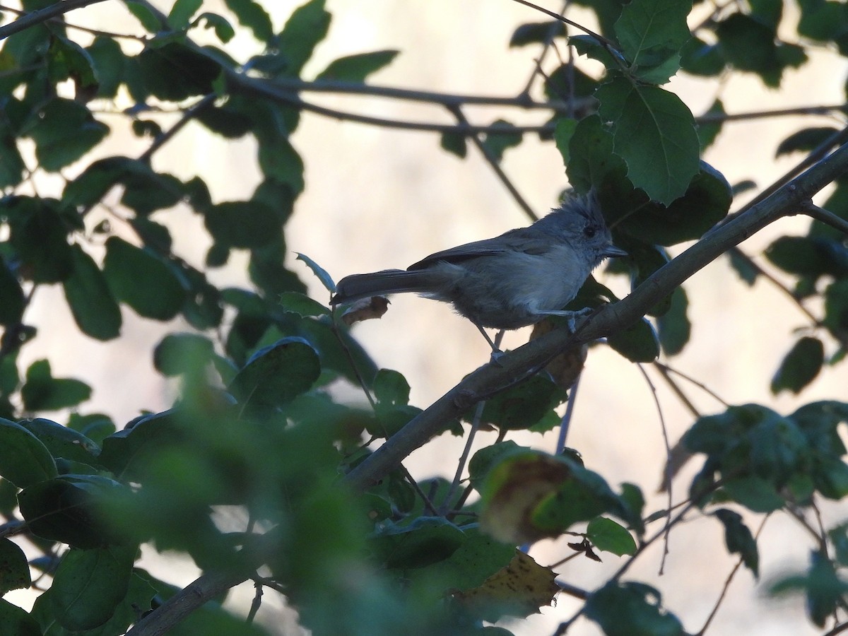 Oak Titmouse - ML640896831