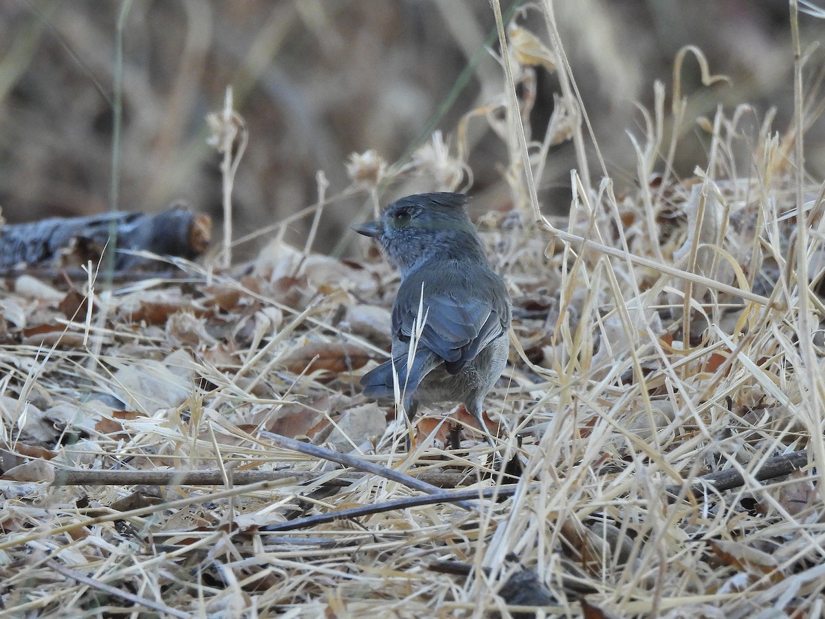 Oak Titmouse - ML640896832