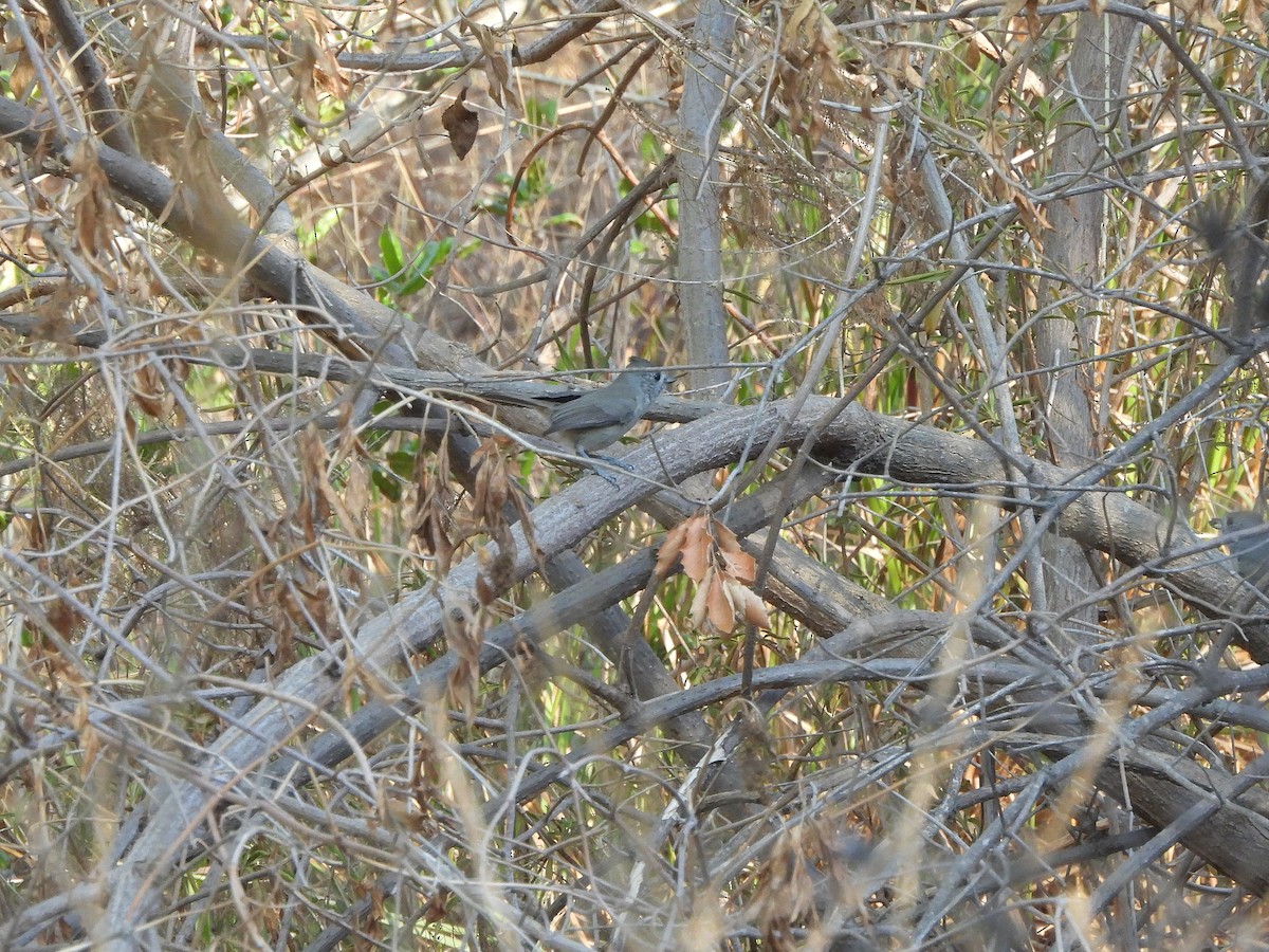 Oak Titmouse - ML640896833
