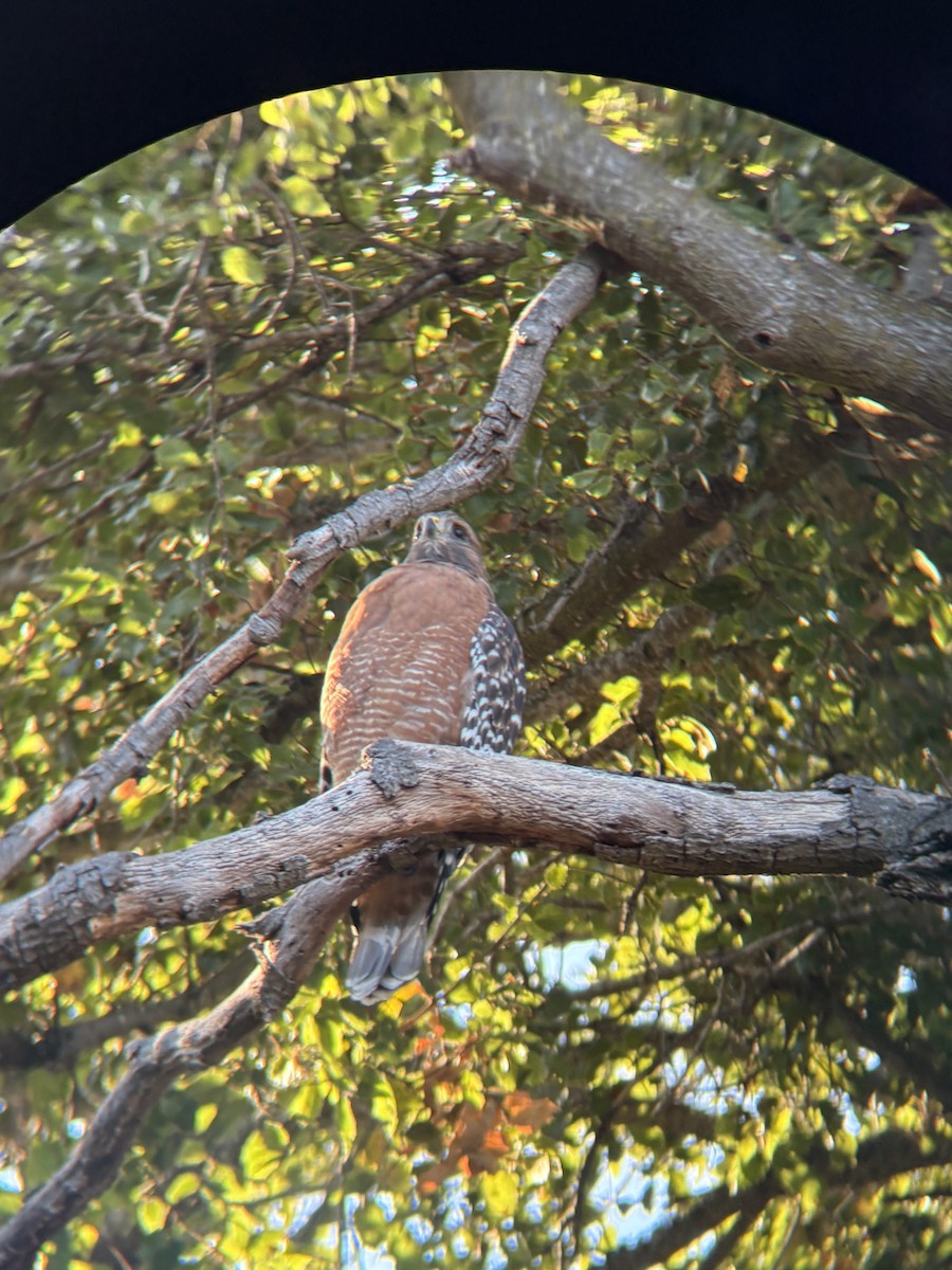 Red-shouldered Hawk - ML640896901