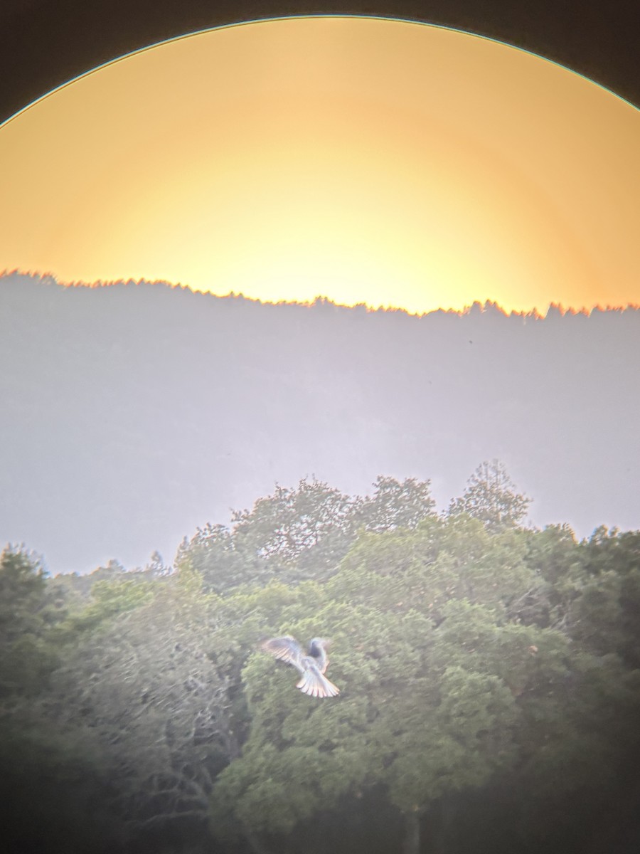 White-tailed Kite - ML640896906
