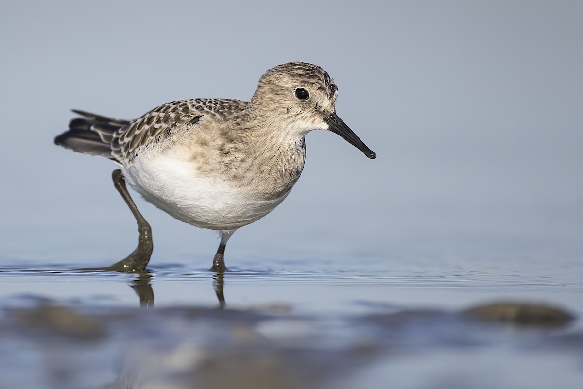 Baird's Sandpiper - ML640896911