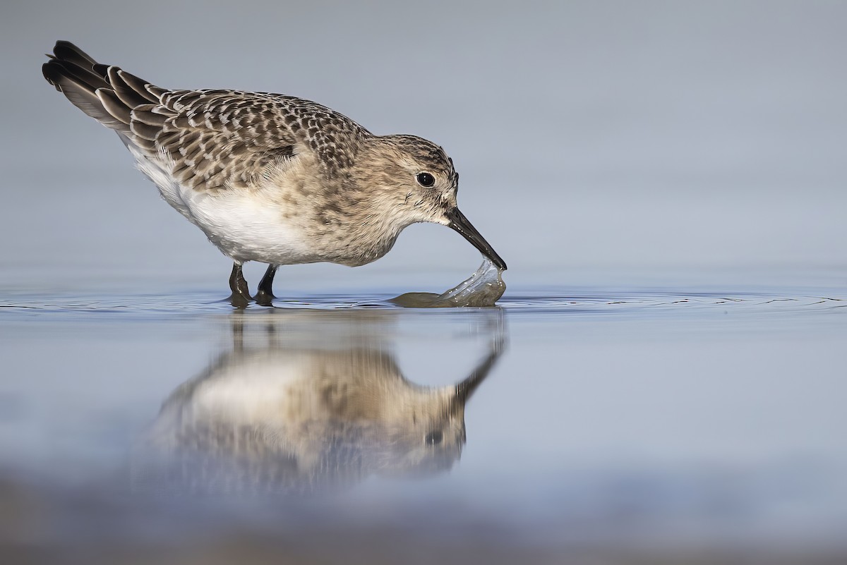 Baird's Sandpiper - ML640896912