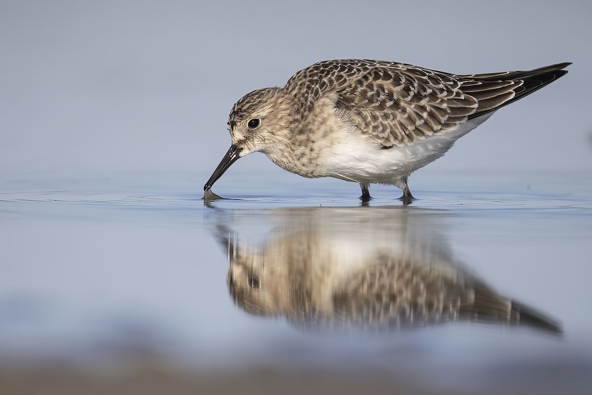 Baird's Sandpiper - ML640896913