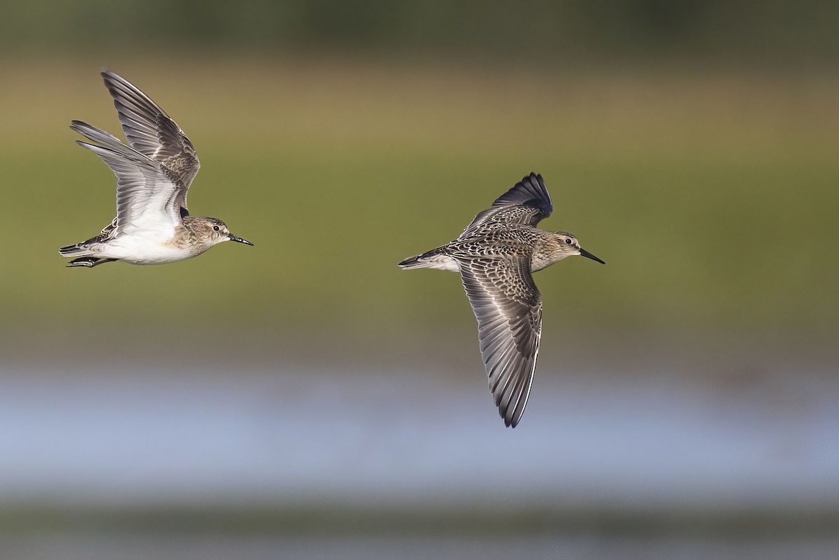 Baird's Sandpiper - ML640896915