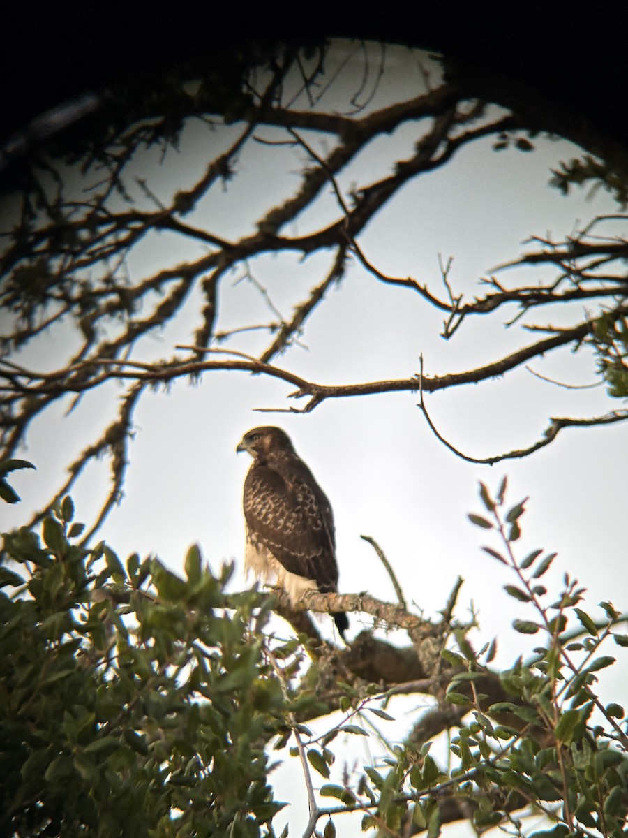 Red-tailed Hawk - ML640896919