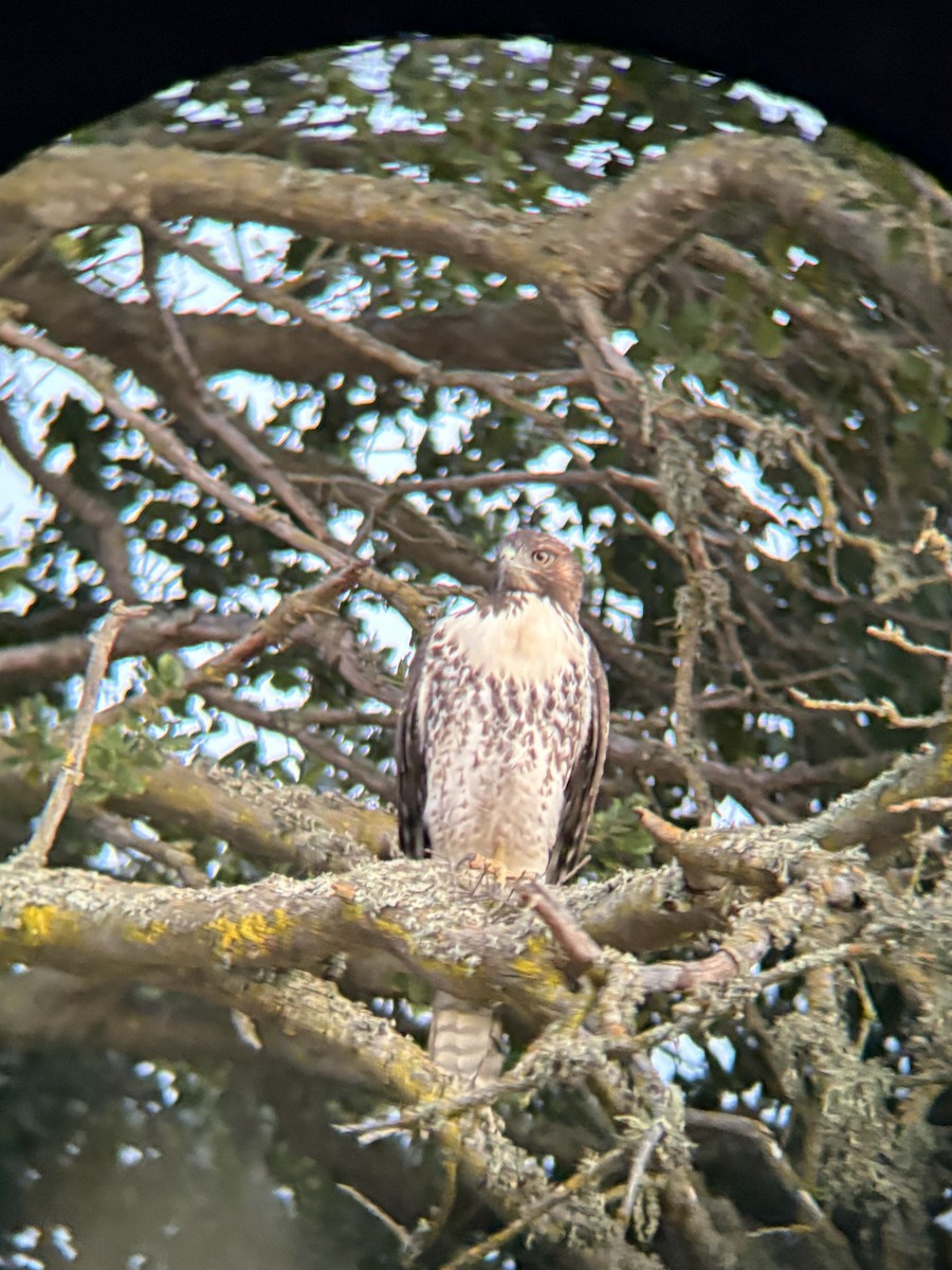 Red-tailed Hawk - ML640896920