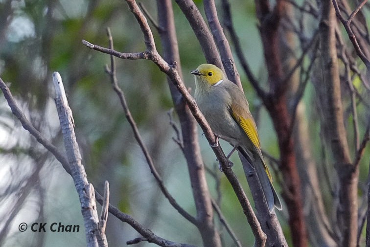 White-plumed Honeyeater - ML640896922