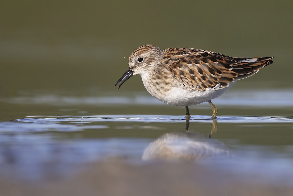 Least Sandpiper - ML640896937