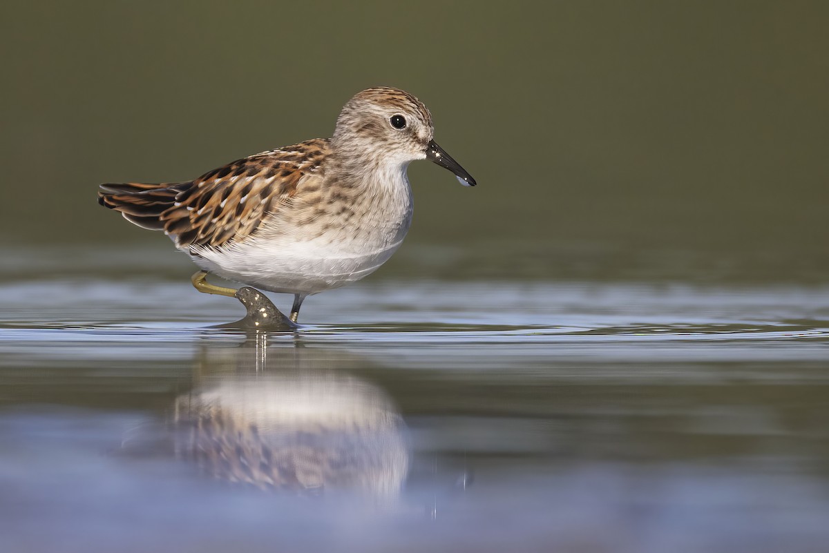 Least Sandpiper - ML640896939