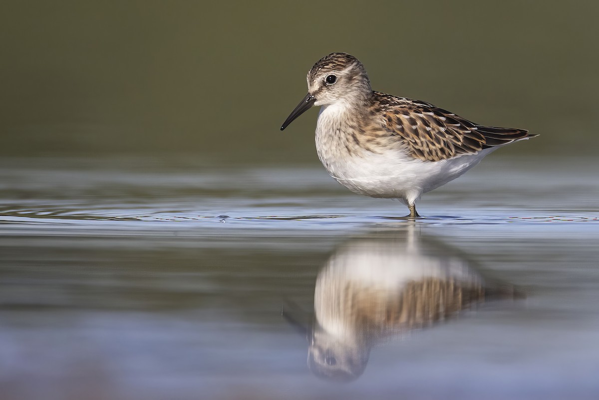 Least Sandpiper - ML640896941