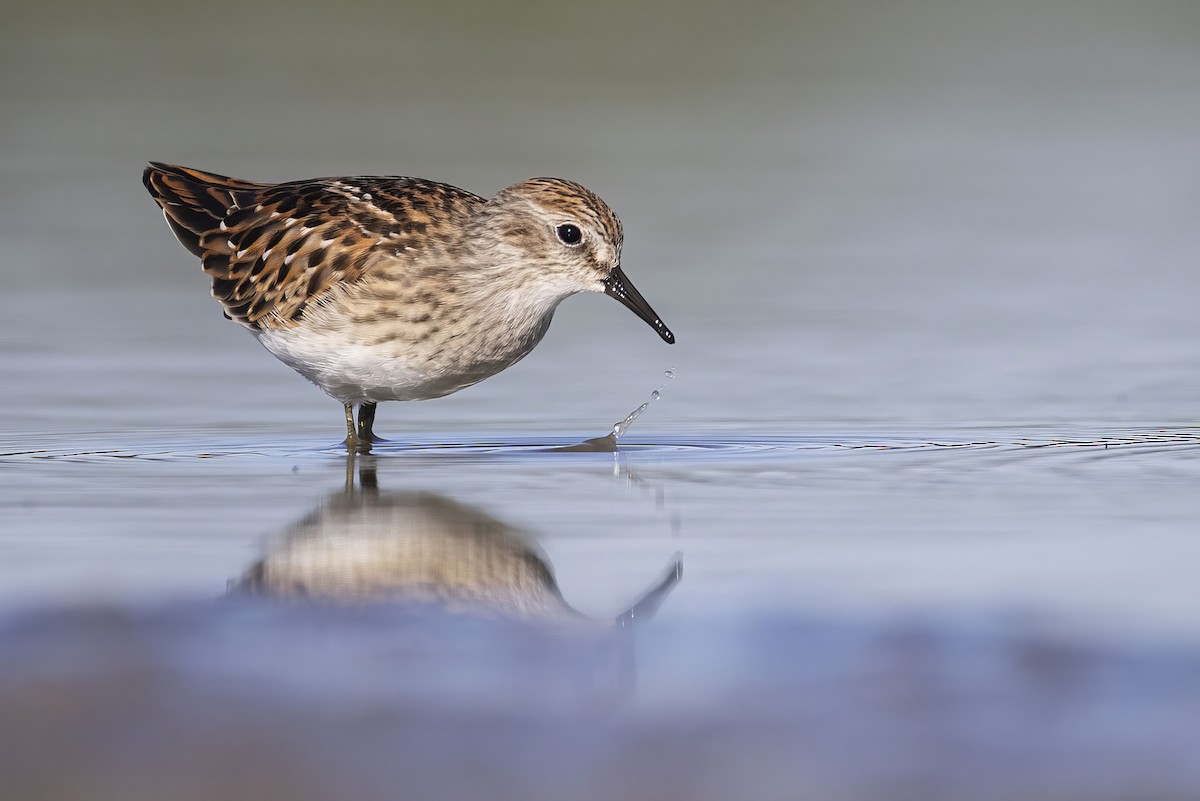 Least Sandpiper - ML640896951